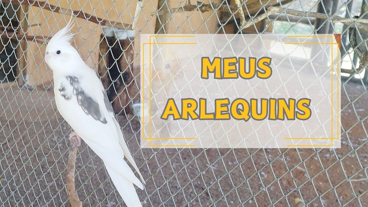 MINHA COL&Ocirc;NIA DE CALOPSITAS ARLEQUINS