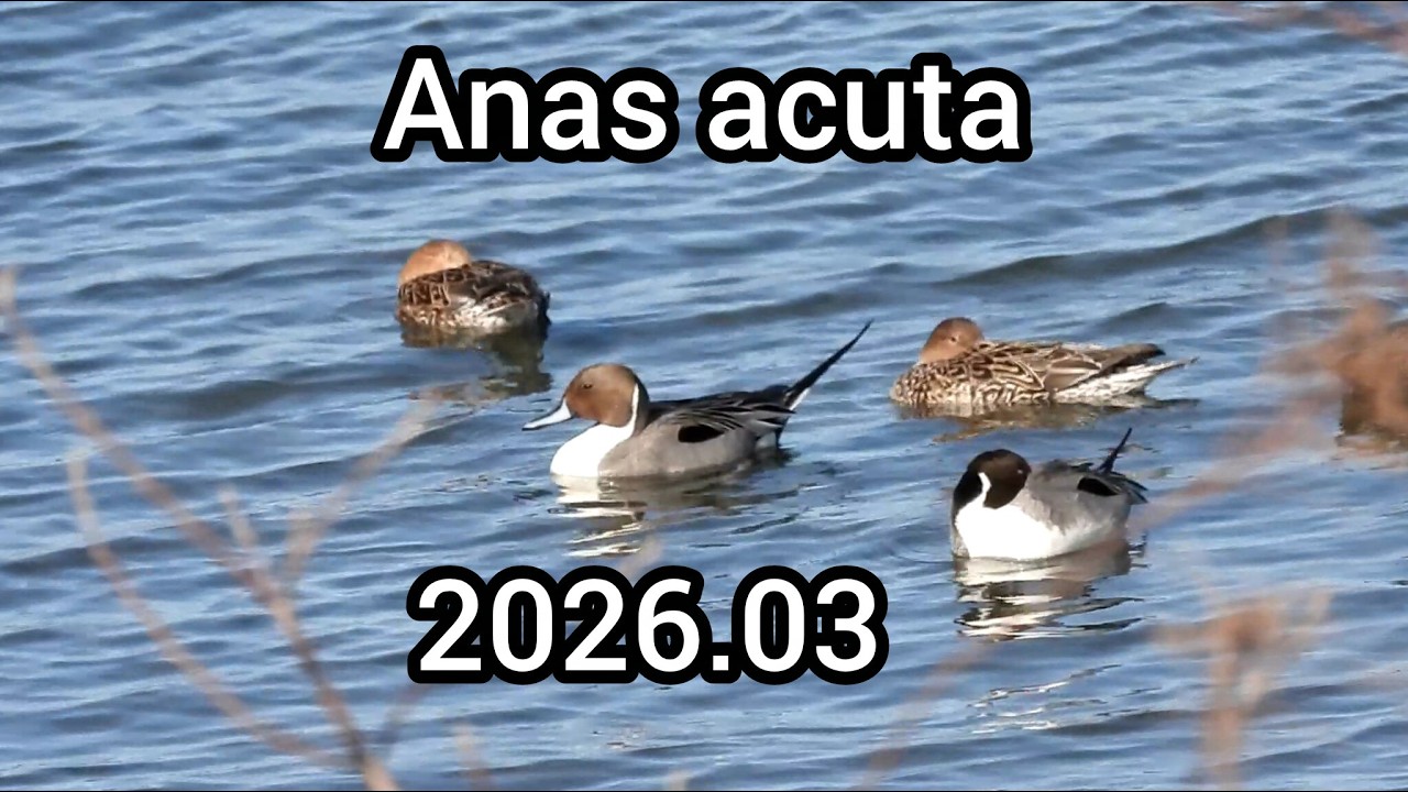 オナガガモ (Anas acuta) / Northern pintail / 公園のカモ / 2026年3月