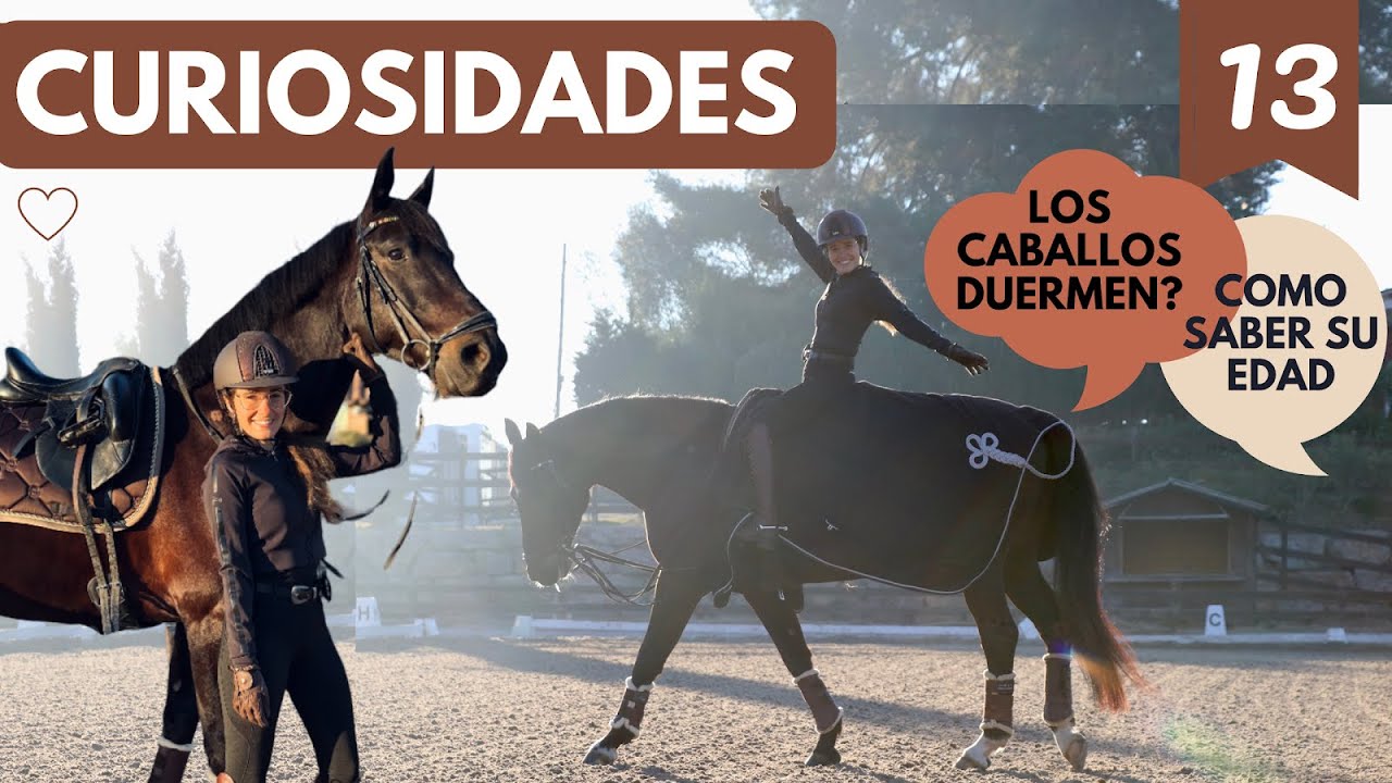 ⚠️ Curiosidades: edad, sueño y evolución del caballo