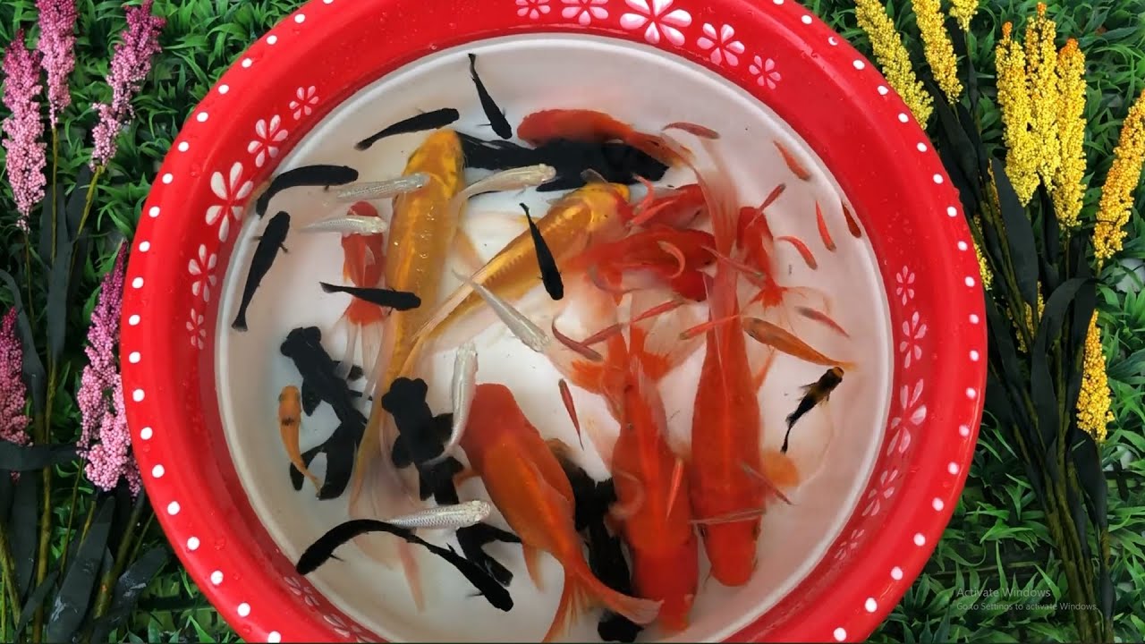 Cá vàng bơi, cá baby kute dễ thương, Nhạc thiếu nhi remix sôi động