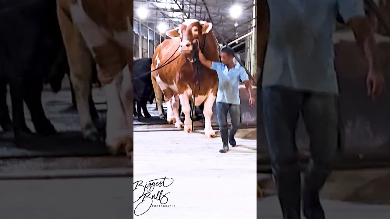 Gigantic red Holstein Friesian bull exhibits his power while exiting the barn at Brownie's Ranch