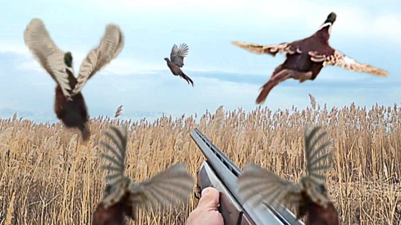 ОХОТА НА ФАЗАНА  СОБАКАМИ ПЕРВЫЙ ВЫЕЗД 🏹2025🏹