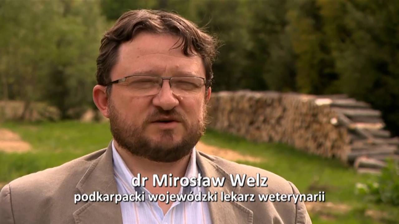 Tropem karpackich żubrów