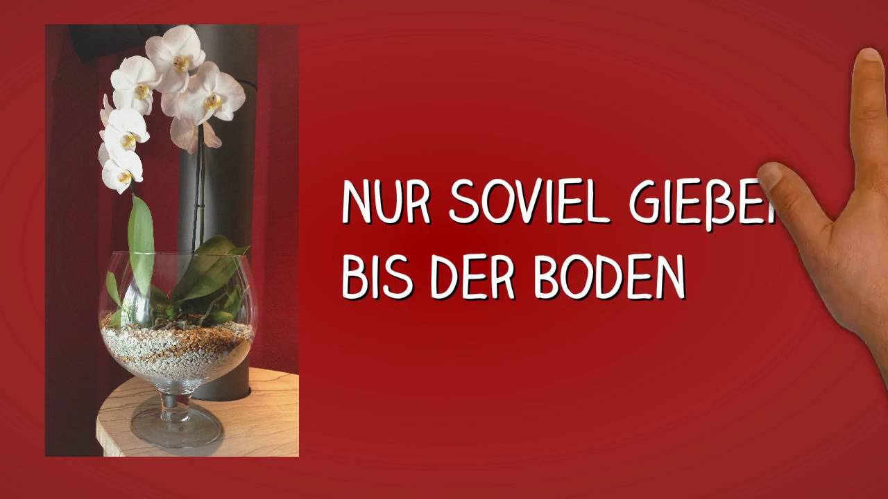 Richtig gie&szlig;en im Colomi Substrat