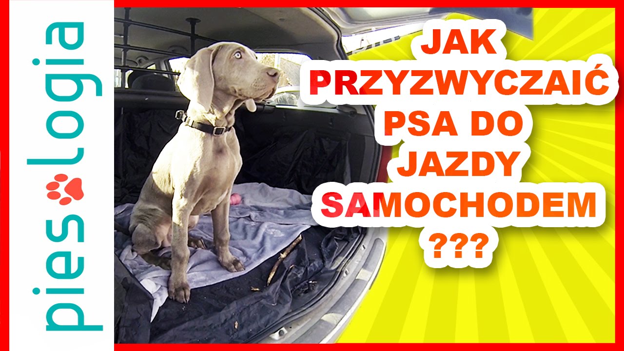 przyzwyczajanie do jazdy samochodem