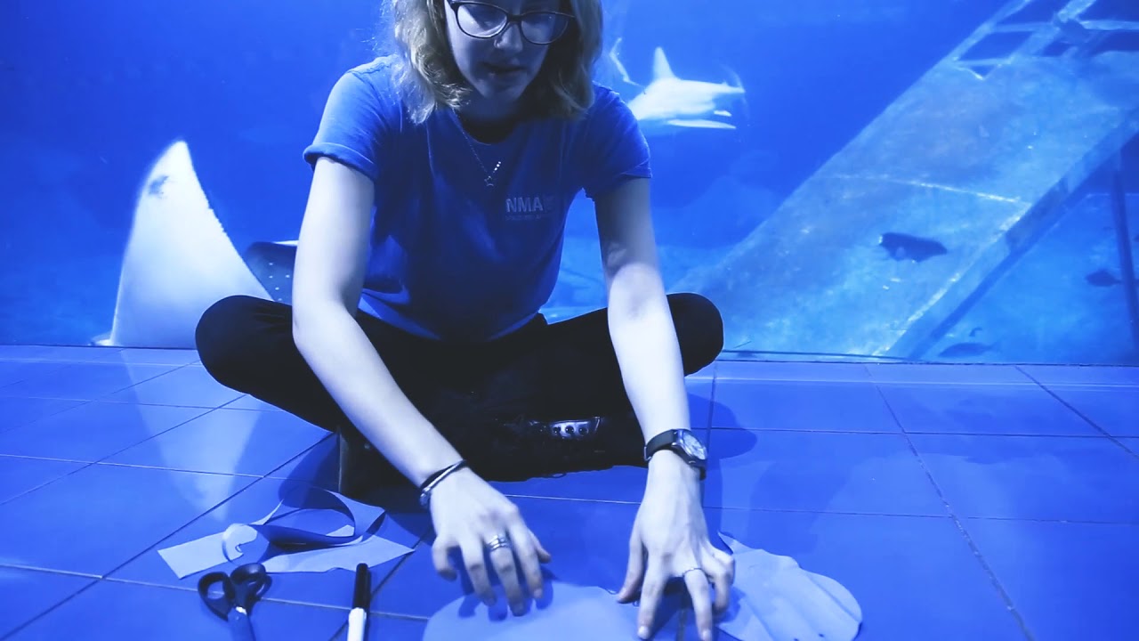 Ray Races - Aquarium Toddler Crafts (ep.3)