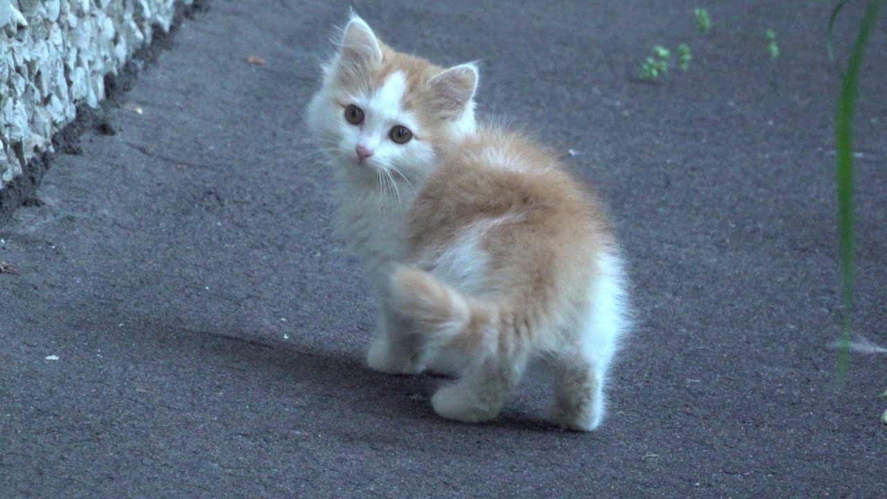 New beautiful 3 kittens on the street