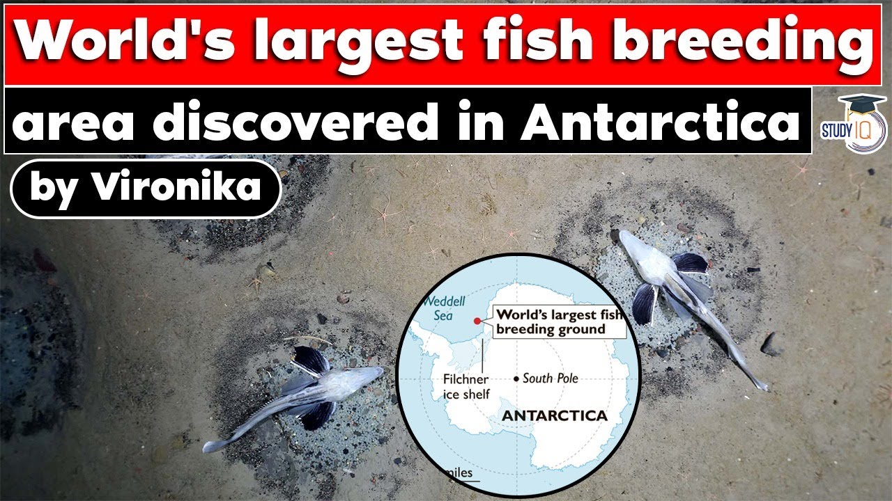 World’s largest fish breeding ground discovered in Antarctica | UPSC Environment Current Affairs