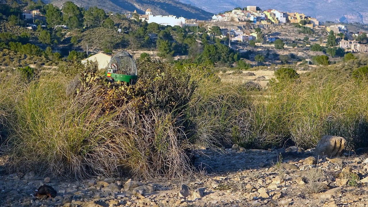 La caza de la perdiz con reclamo 2025-2  al fondo AIGÜES