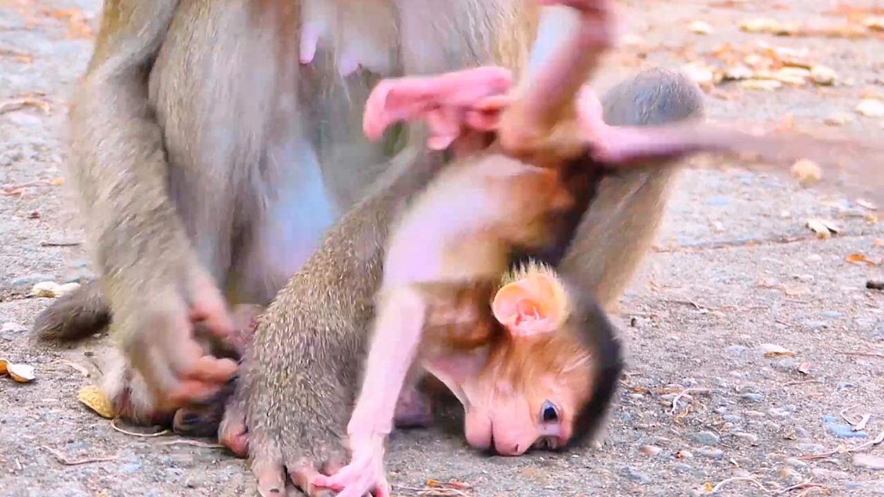 Baby Monkey Takes a Tumble, Mom Stays Close for Protection 🐒💛