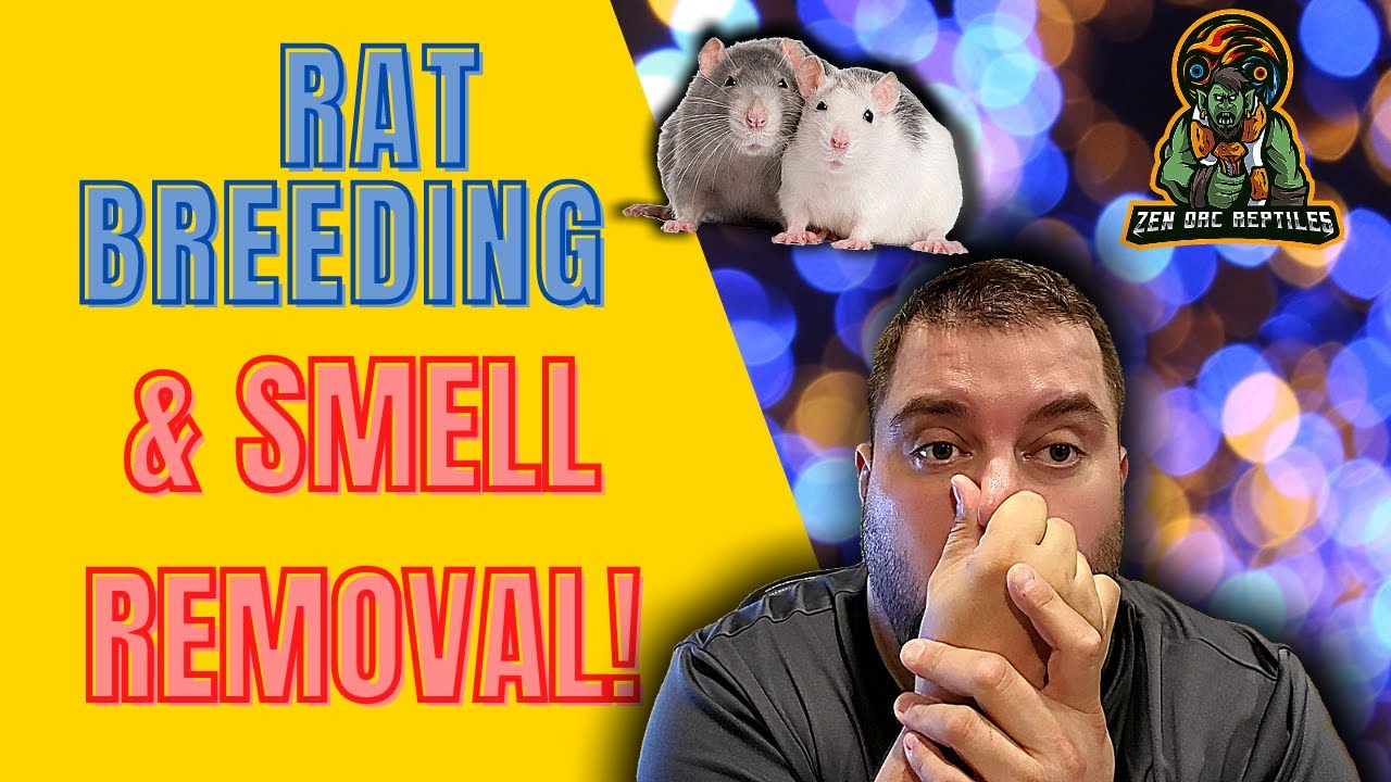 How To Stop Rat Smell When Breed Them For Your Reptiles - Best Solutions