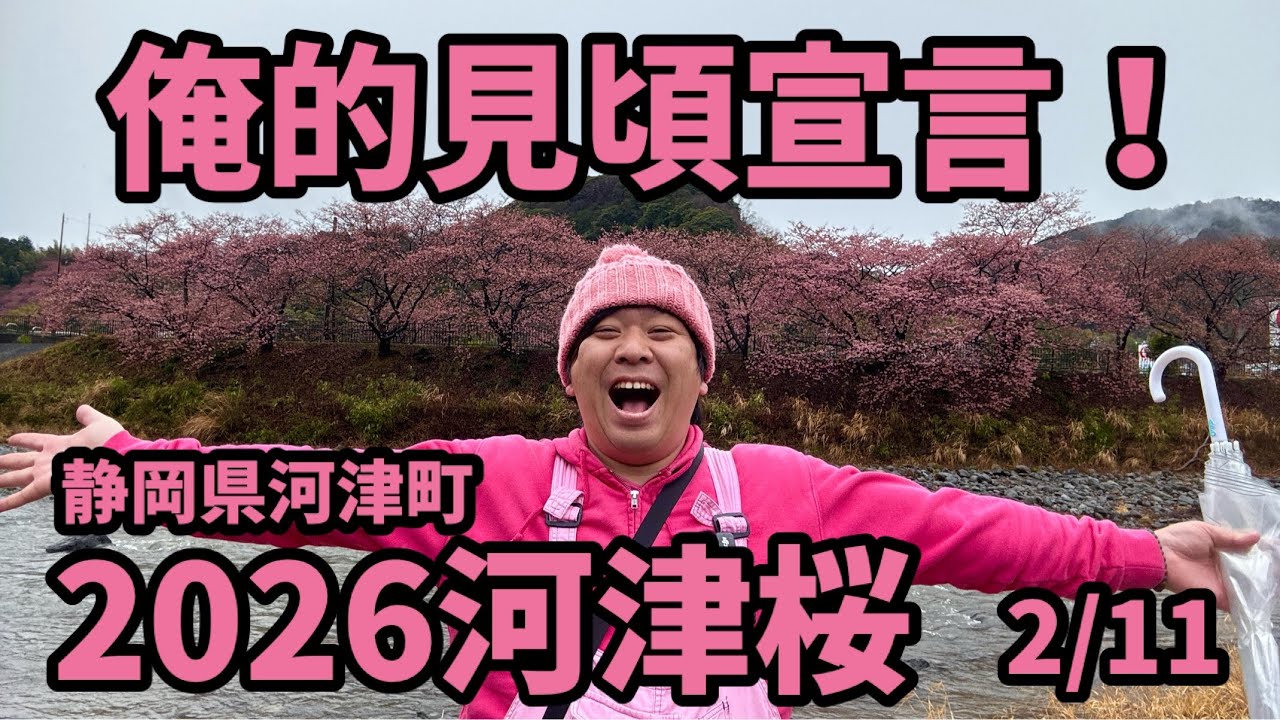 【2026河津桜】 2/11 俺的見頃宣言！ おすすめスポット　開花情報　開花状況　ライブカメラ kawazu Cherry blossom sakura