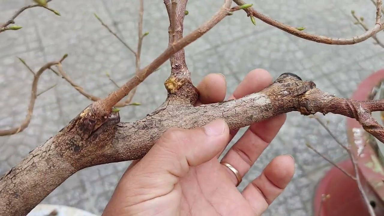 Cập nhật nút nụ Siêu bông Sài Gòn HM sau khi lãi lá.(13/12AL)