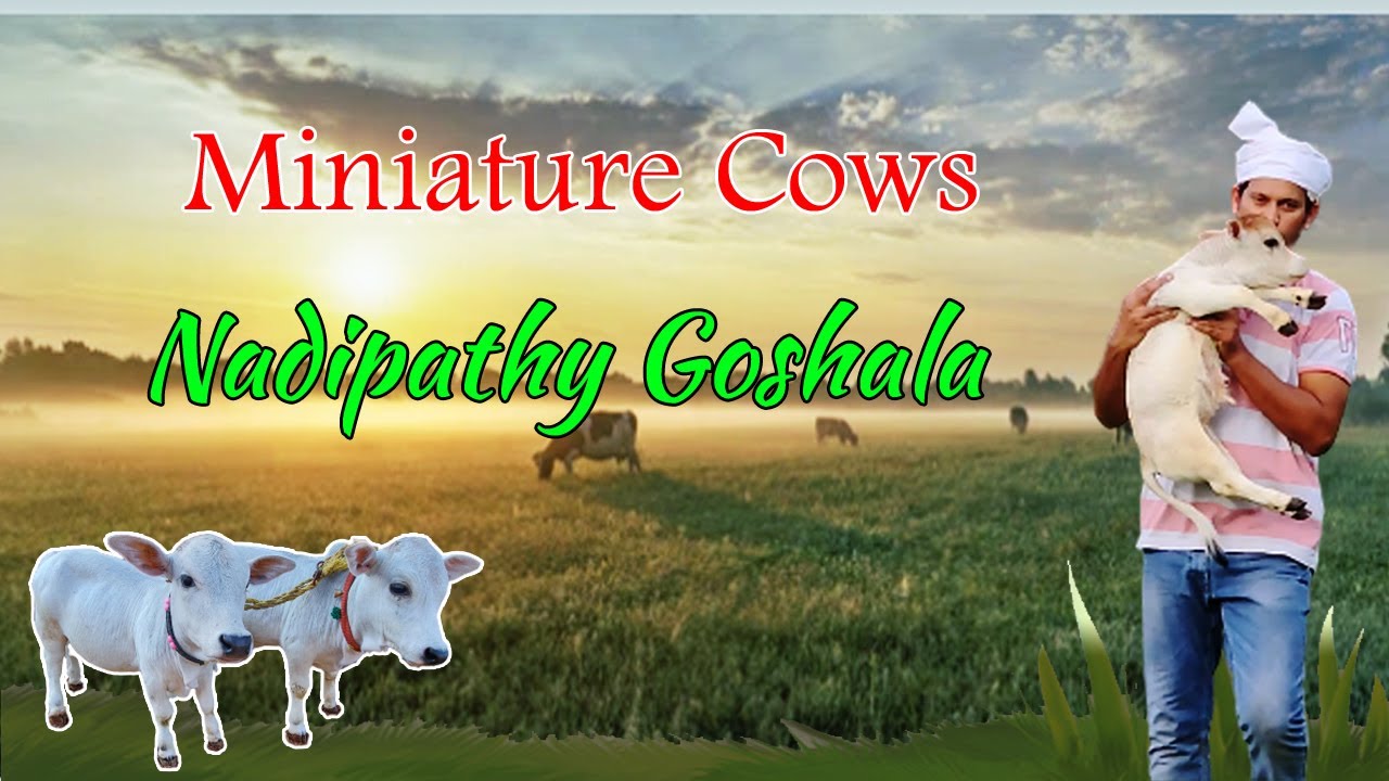 World's Shortest Cows Breed Miniature Punganur Cows | Nadipathy Goshala