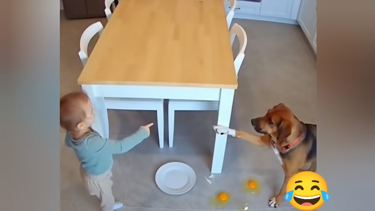 Funny cat and dog videos 2026. 😂 Try Not Laugh. 