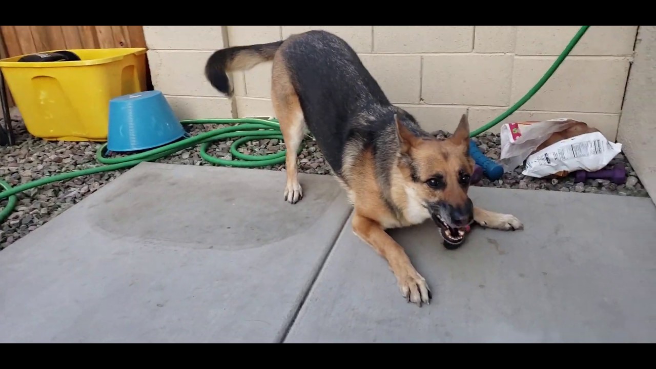 Crazy German Shepherd
