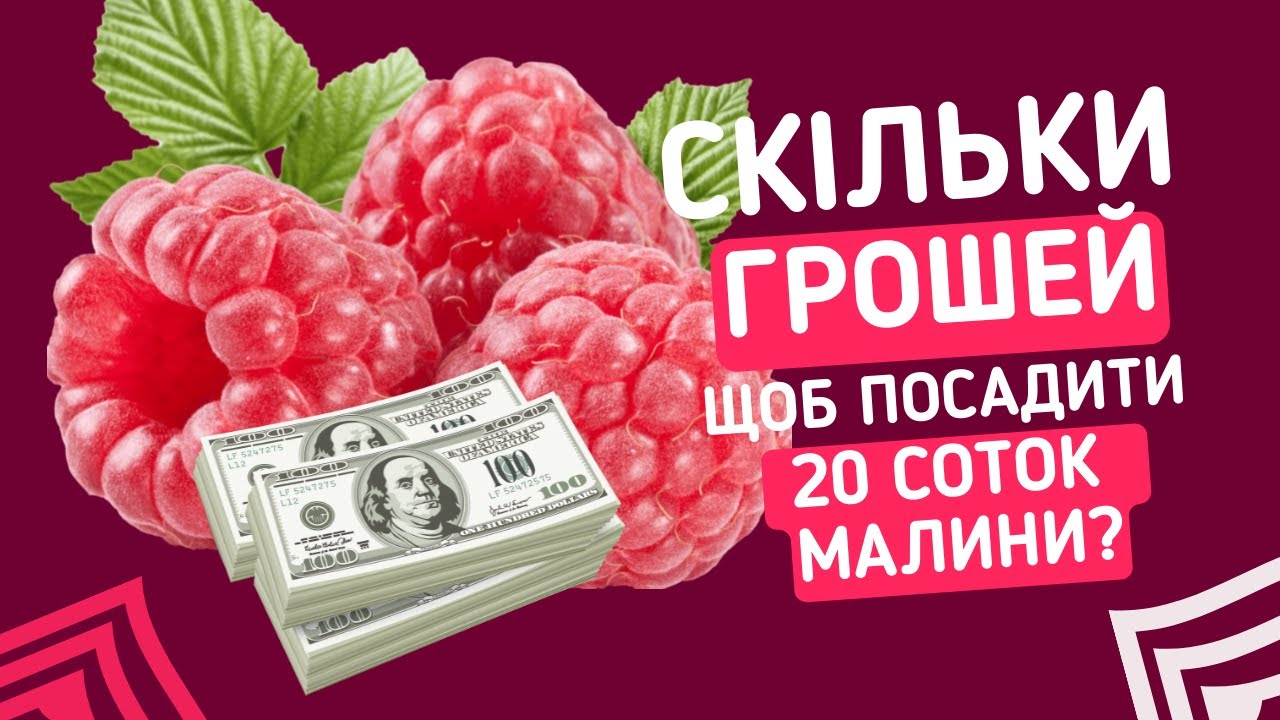 Бізнес план посадки малини. Скільки треба грошей, щоб посадити 20 соток малини. Заробіток на малині