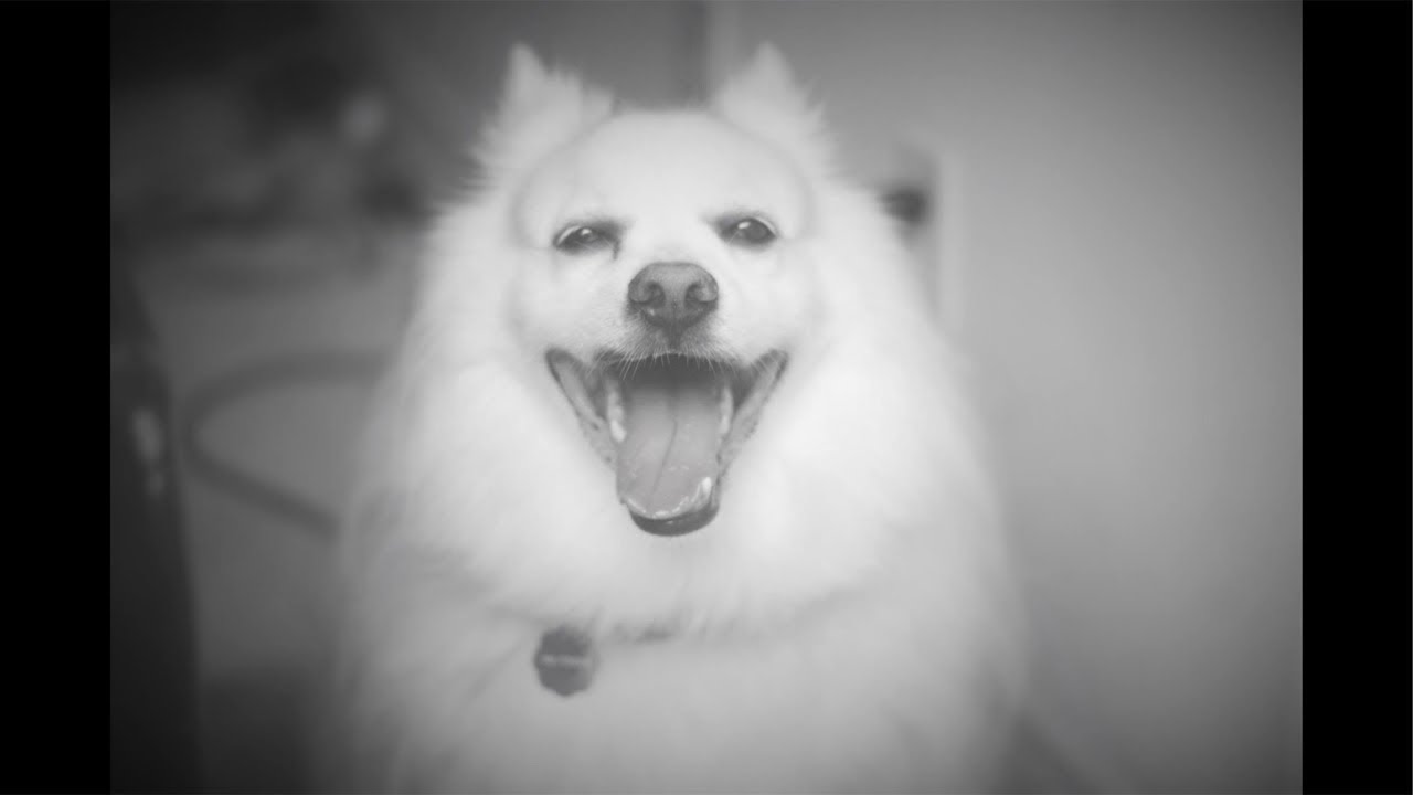 WHITE DOGGO LIVE