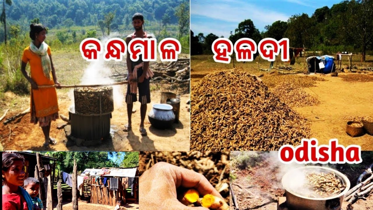 ବିଶ୍ଵ ପ୍ରସିଦ୍ଧ କନ୍ଧମାଳ ହଳଦୀ || world famous turmeric kandhamal || village life of daringbadi  P-4