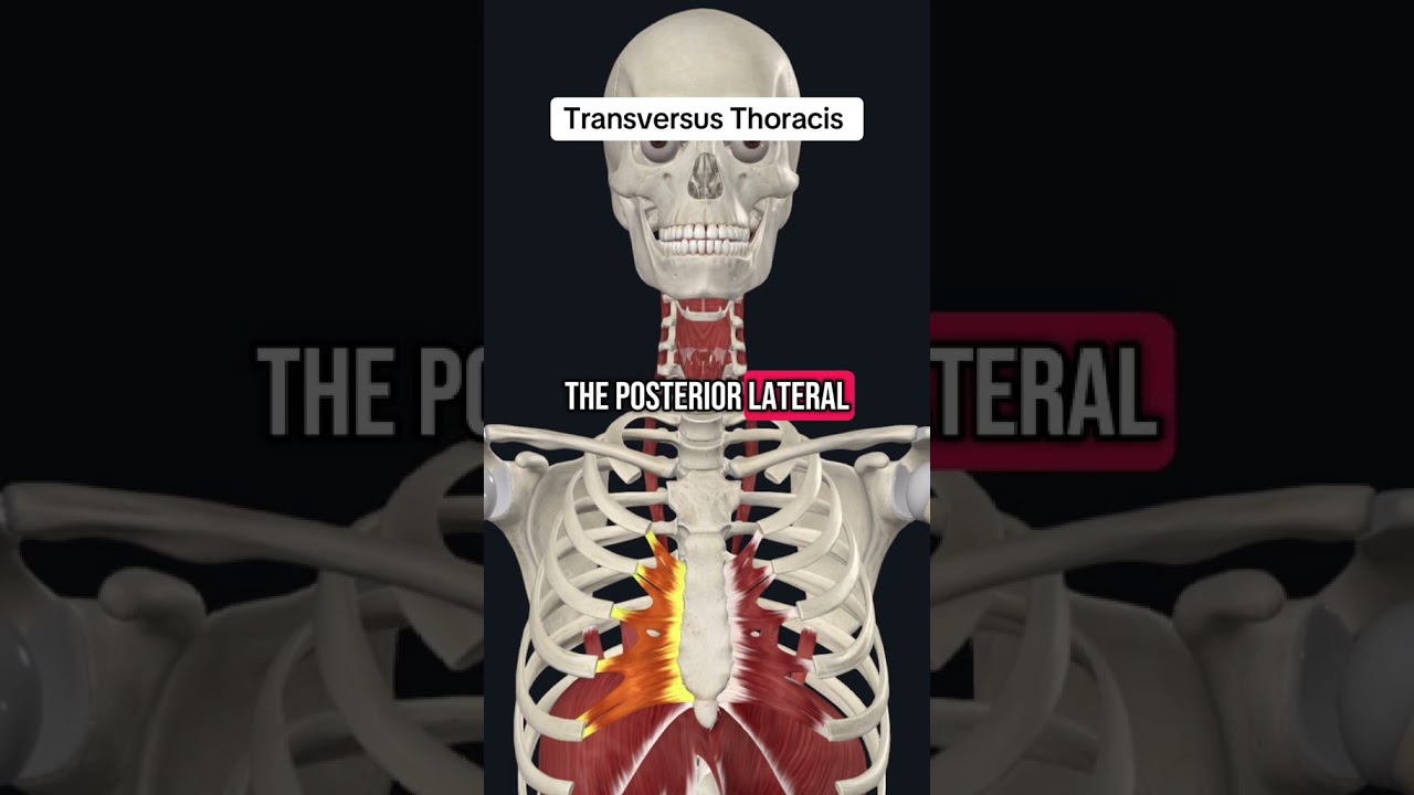 The Transversus Thoracis Muscle