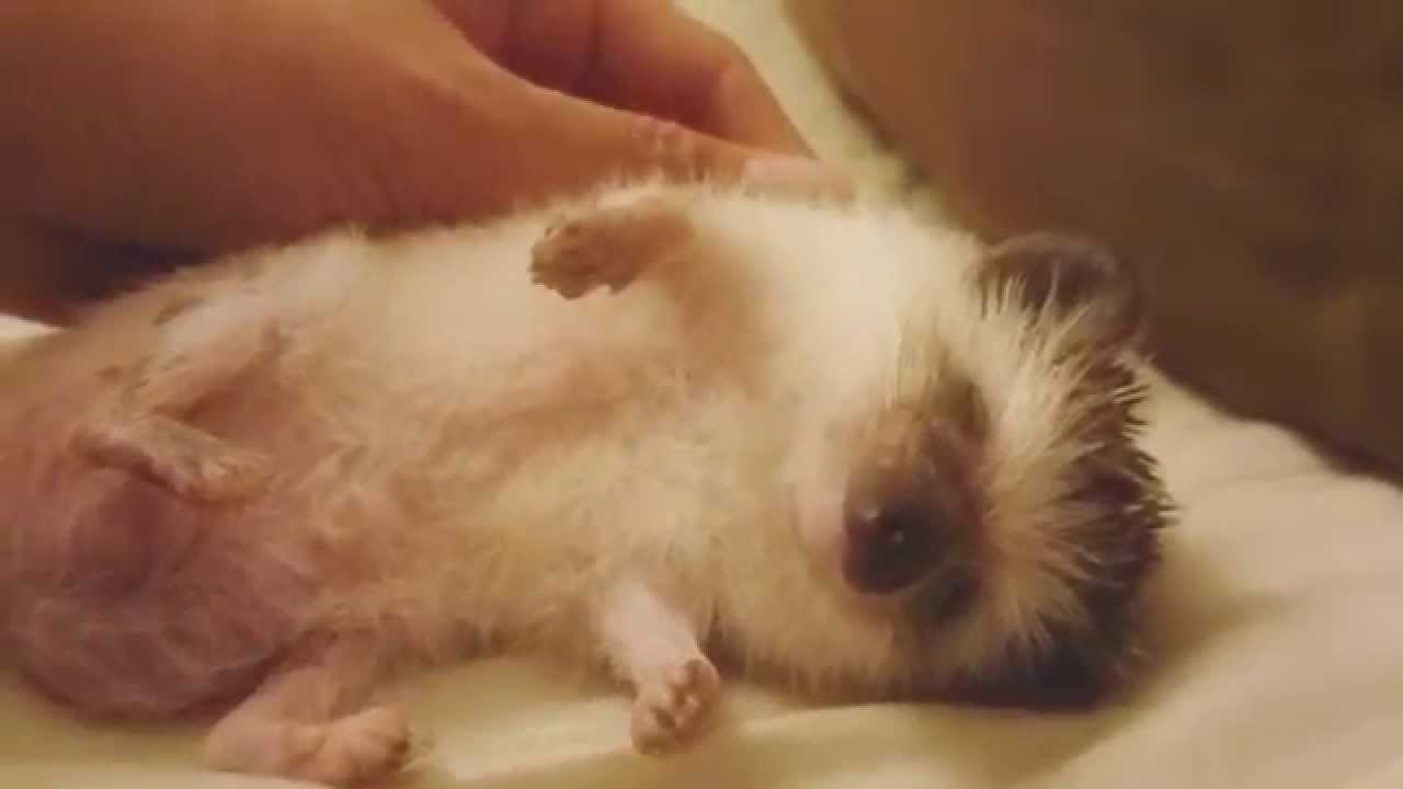 爆睡ハリネズミうにさん