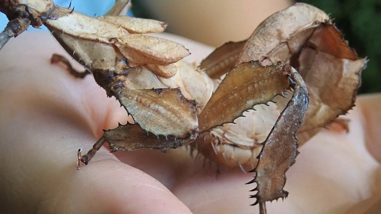 Spiny Leaf Insect- Extatosoma tiaratum. PET Phasmid Spiny Stick Insect