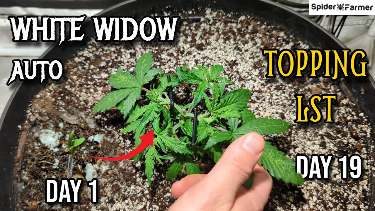 How I Grow E9- When to Top Your Autoflower and LST - White Widow Auto Fastbuds - Spiderfarmer SF4000