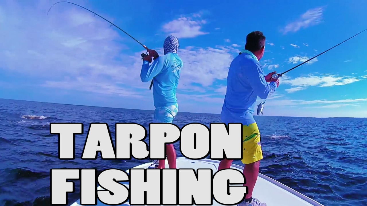 Tarpon and Cobia bite with Camera on adam on the DOA baitbuster lure