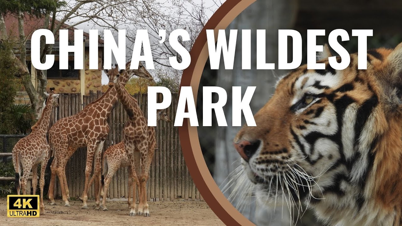 Shanghai’s Wild Animal Park | Nature, Animals and Fun!