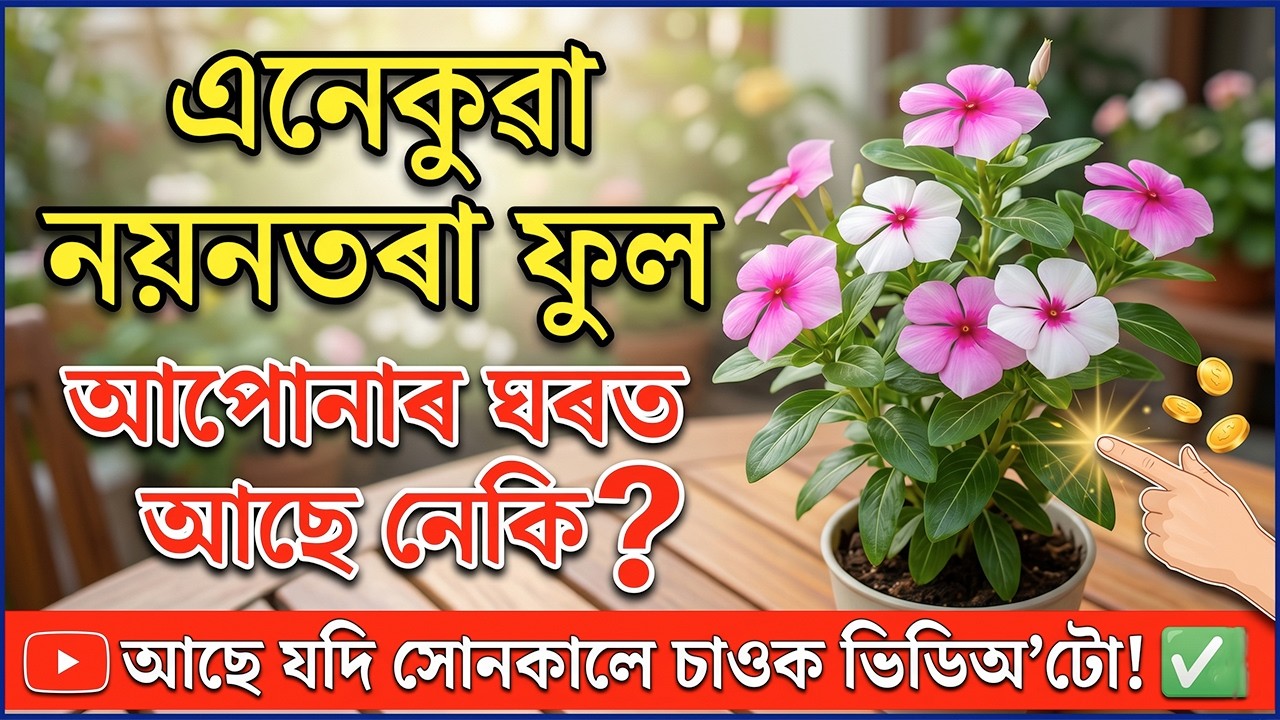 এনেকুৱা নয়নতৰা ফুল যাৰ ঘৰত আছে, সেইখন ঘৰত অকাল মৃত্যু হয় ? এই ফুলে ধন নাশ কৰে ? Vastu Tips