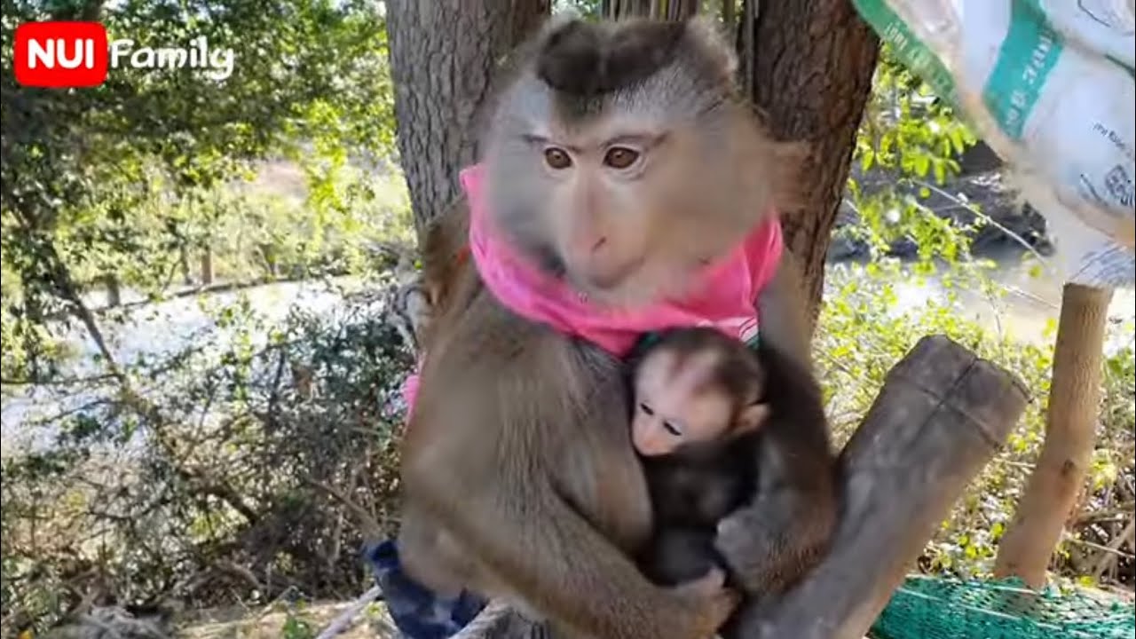 Nui's family asked for a baby monkey from a man | Nui Family