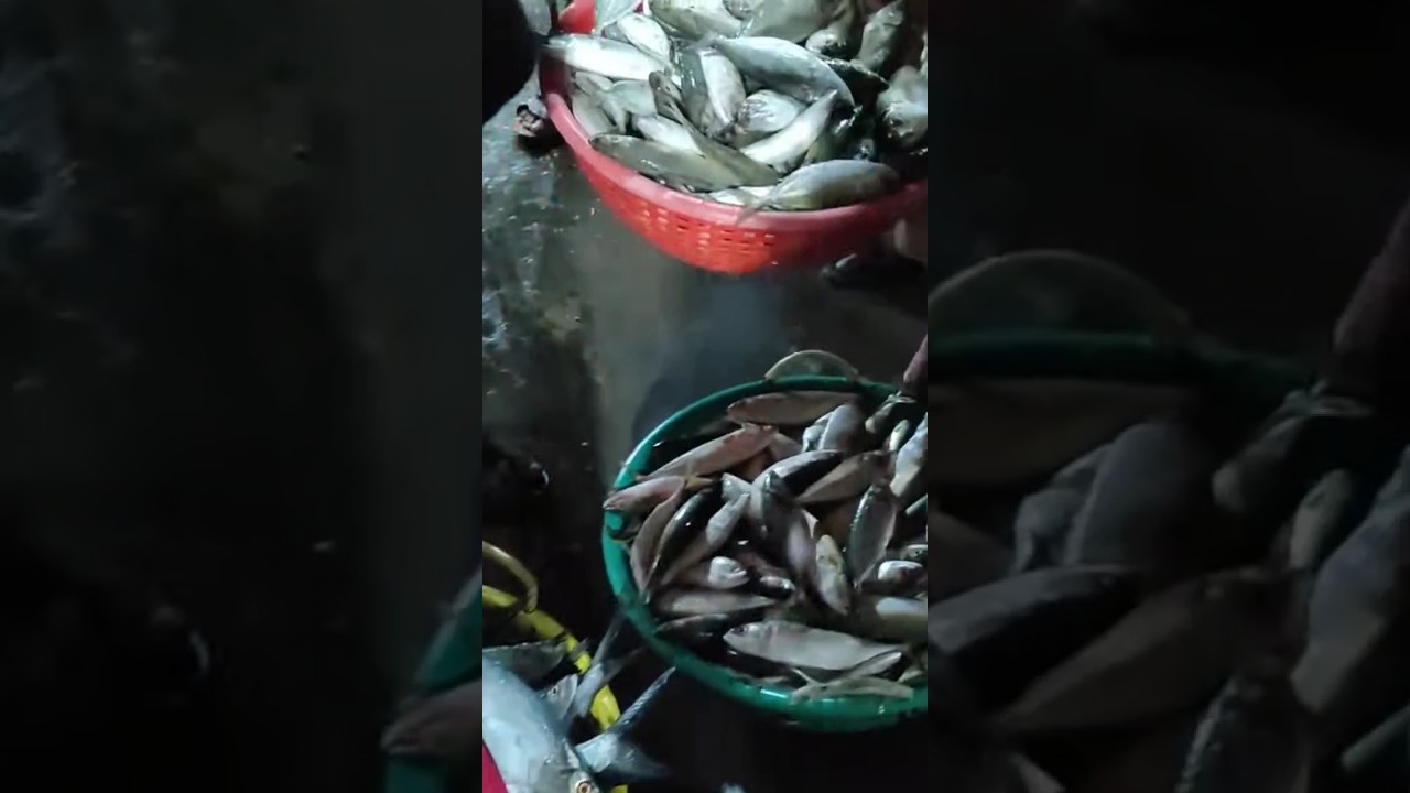 Pondicherry Harbour Fishmarket vlog#shorts #pondicherry #harbour #fish#fishmarket #food#cooking#vlog