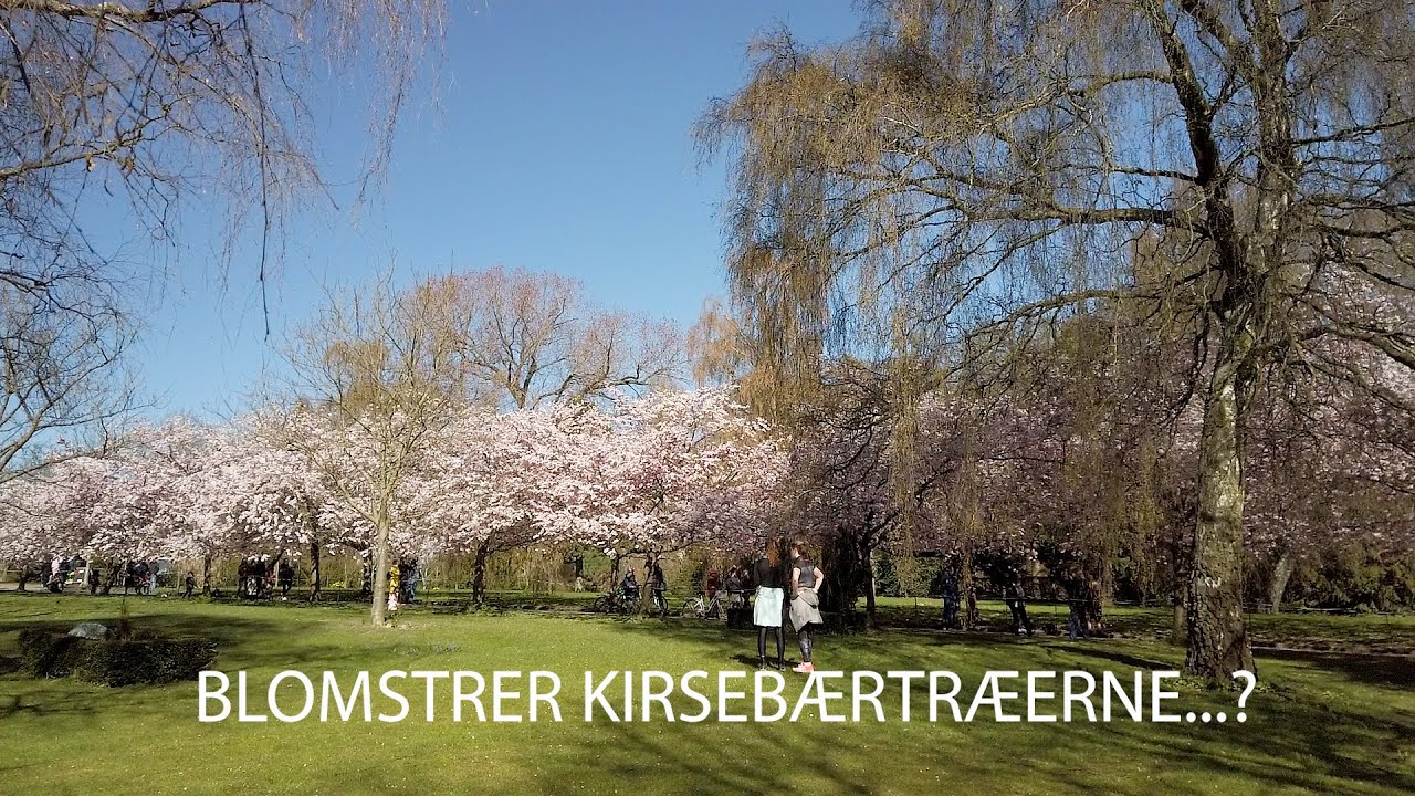 Blomstrer kirseb&aelig;rtr&aelig;erne p&aring; Bispebjerg....?