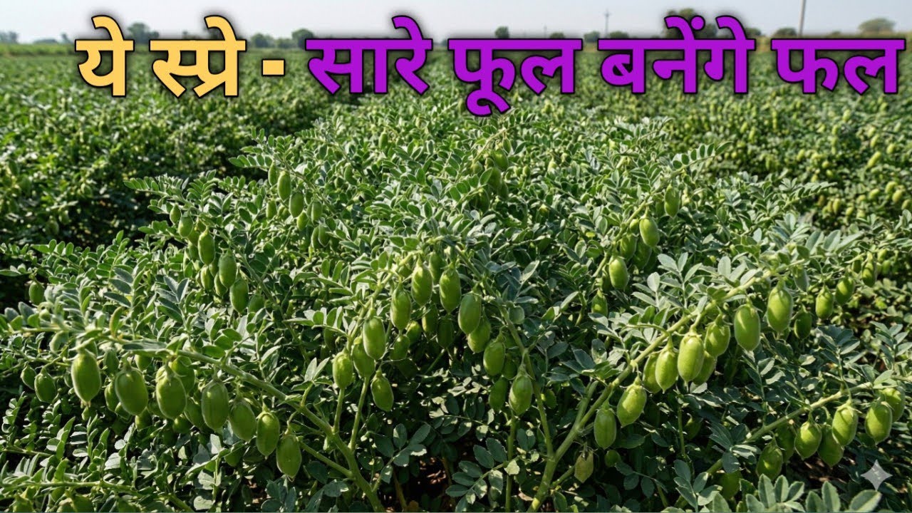 चना फूल झड़ना बंद | एक स्प्रे और सारे फूल फल में | Chana Farming Tips | Ai farming