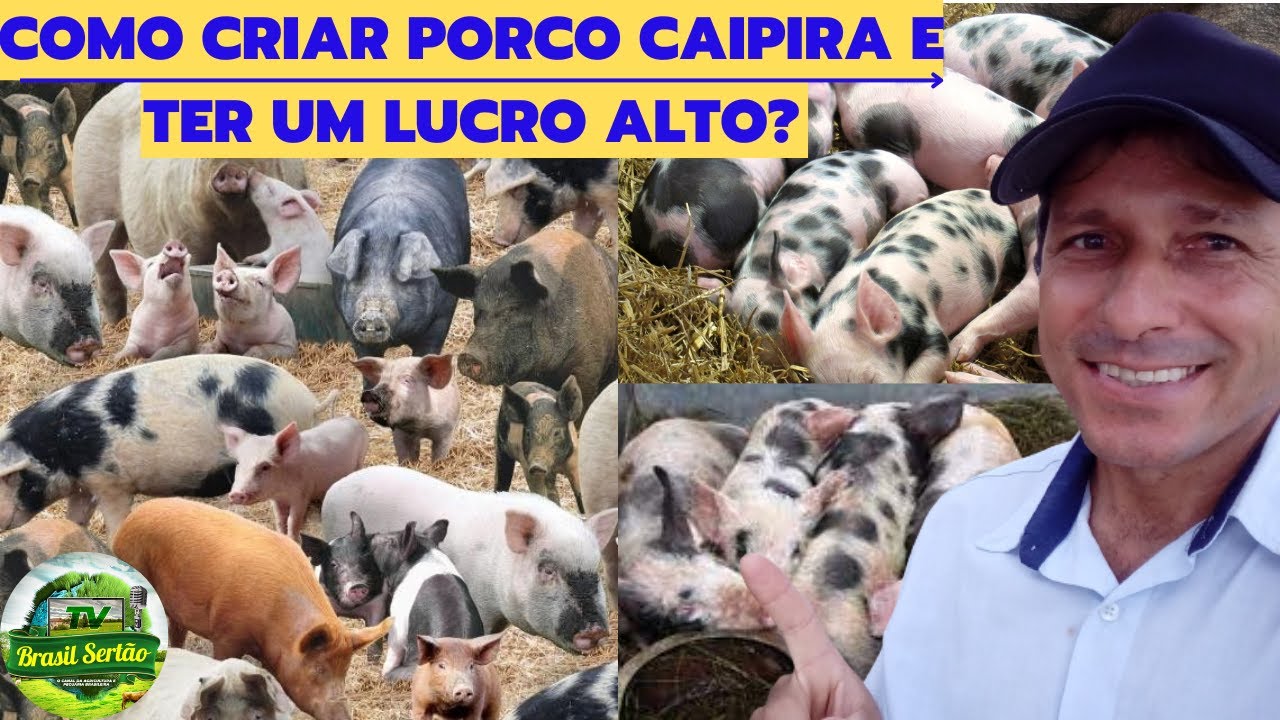 COMO CRIAR PORCO CAIPIRA E TER UM LUCRO ALTO?