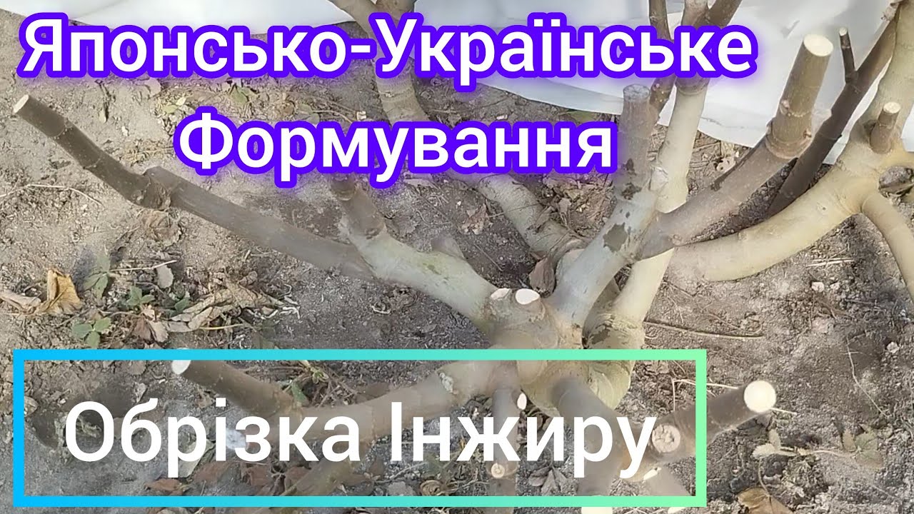 Формую Інжир зараз тільки так. Японський та Український спосіб)))