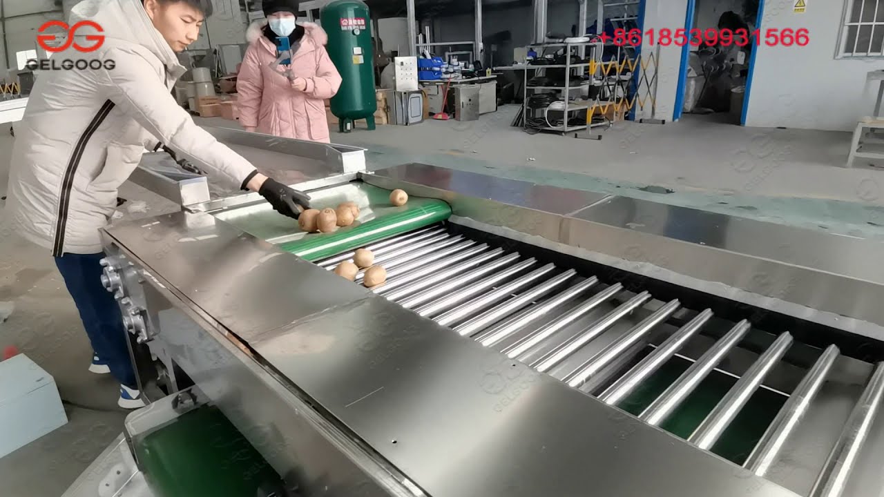 Kiwi Size Grading Machine Fruit Sorting Machine