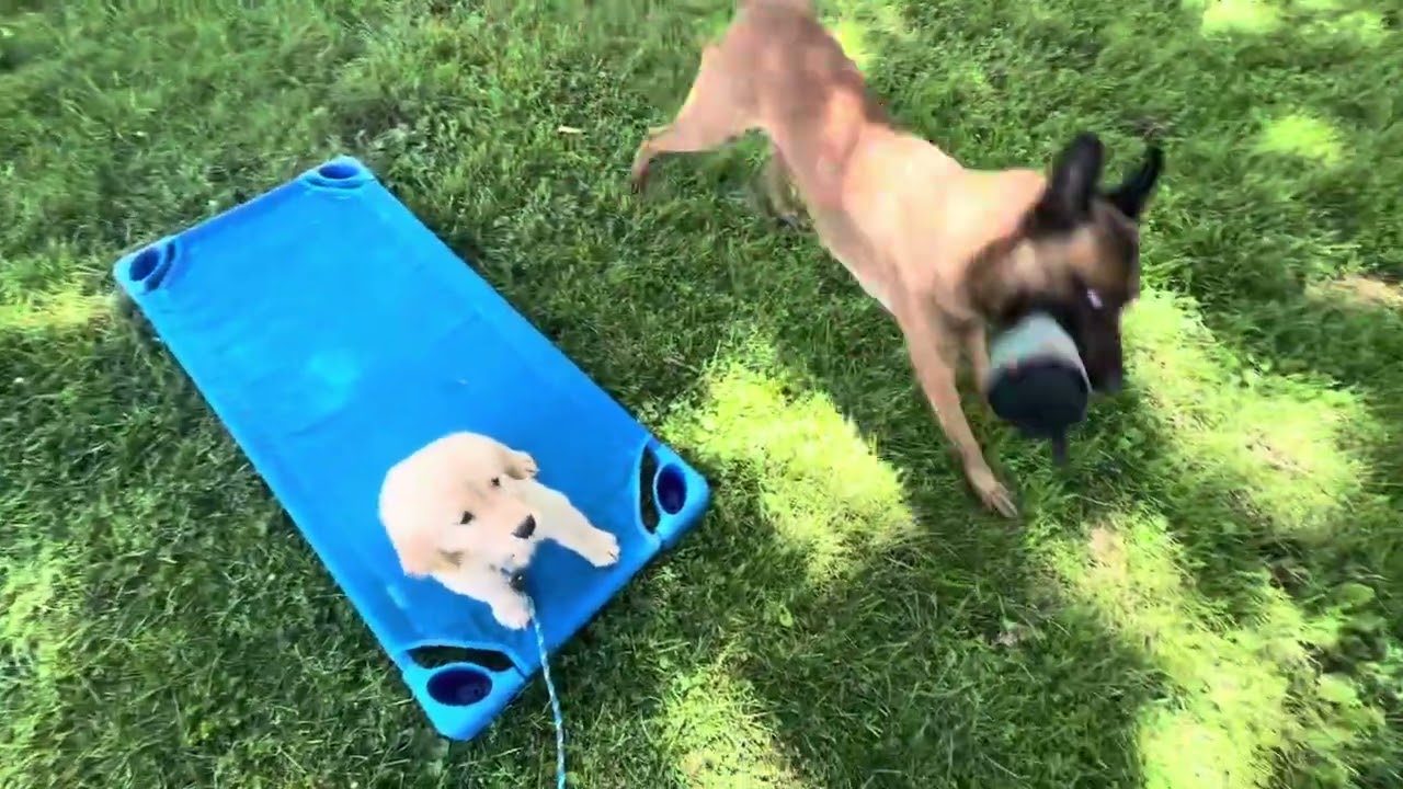 Callie | 12 weeks | Recall, Place, Stays, Leash Walking with adding dog distractions