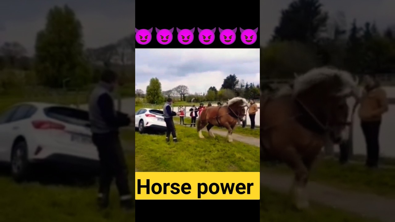 horse power 🔥😱😱 #horsepower #kathiyawadihorse #horselover