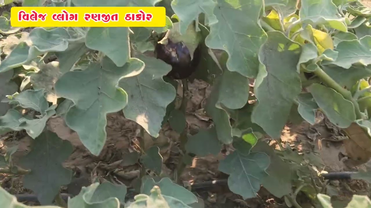 આજે તો વાડીએ આવ્યા બેન્જો પેલ્યર Banjo player  