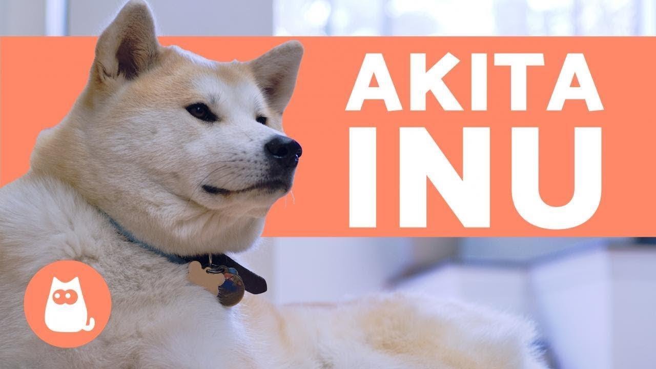 Akita Inu - Carattere e addestramento
