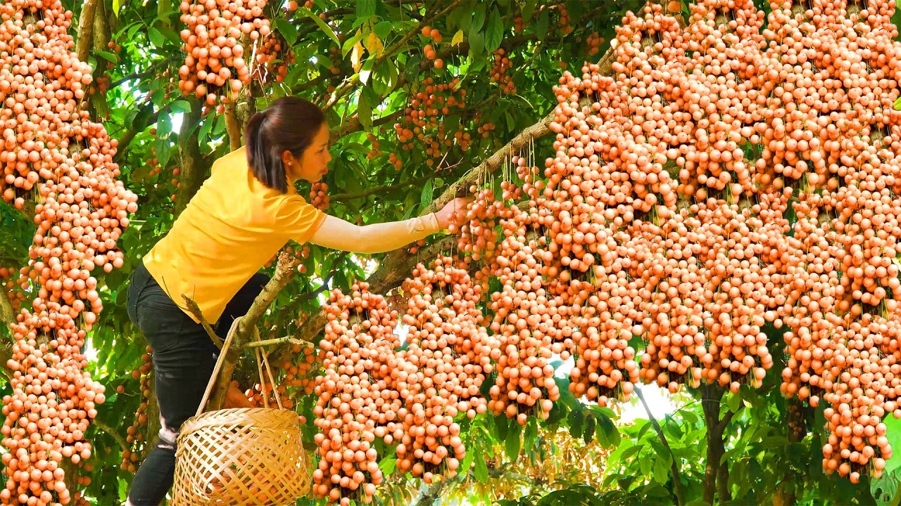 Harvesting 1000+ Giant BONBON Fruit Goes Market To Sell | Tieu Ca - Free Bushcraft