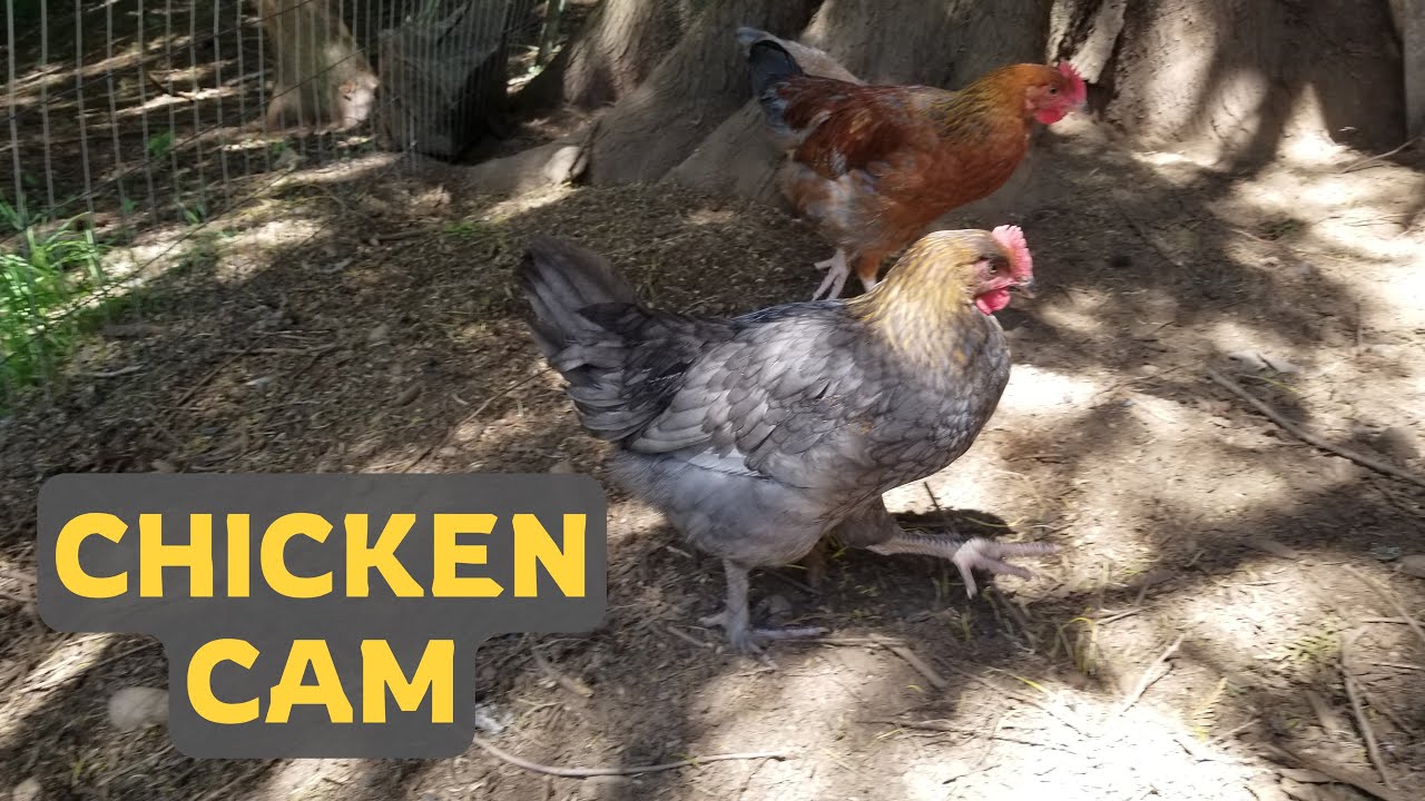 Introducing 10 Week Old Chickens to existing flock