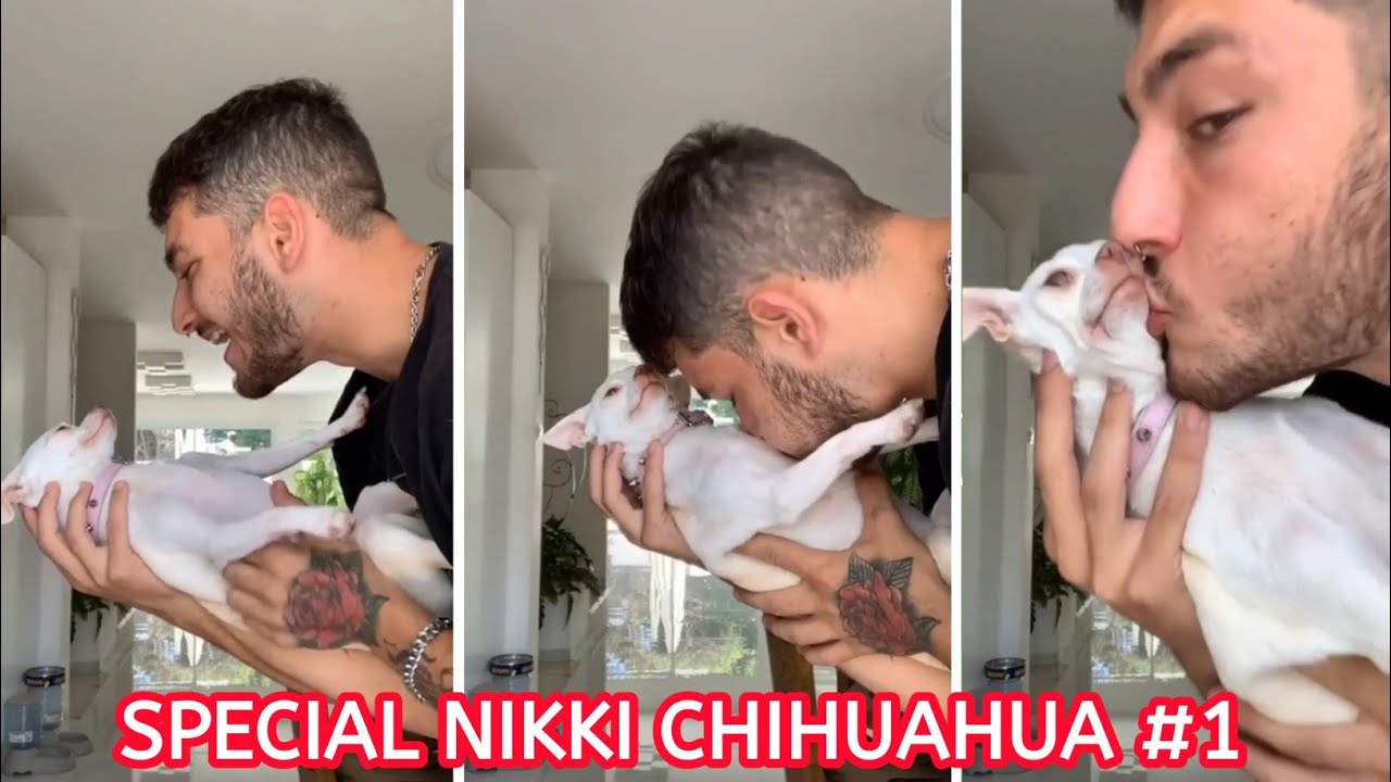 Special Nikki Chihuahua। Nikki's (Mreviatar) #1। Fanny Chihuahua TV
