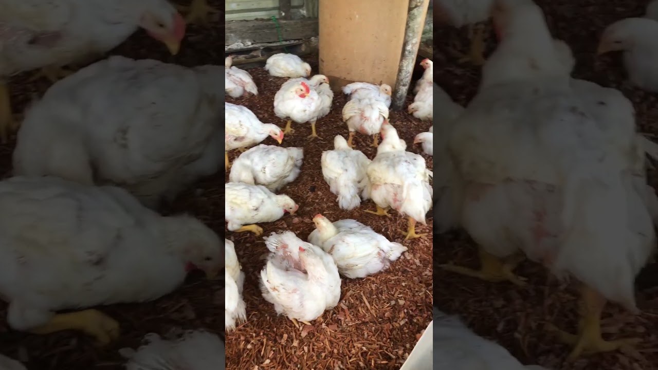 (4 Weeks old 28 days Broiler chickens)