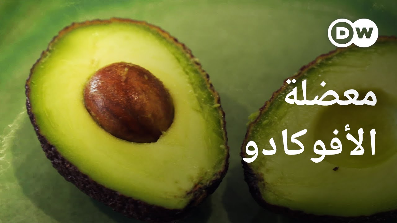 وثائقي | أفوكادو البرتغال - ذهب أخضر أم كابوس بيئي؟ | وثائقية دي دبليو