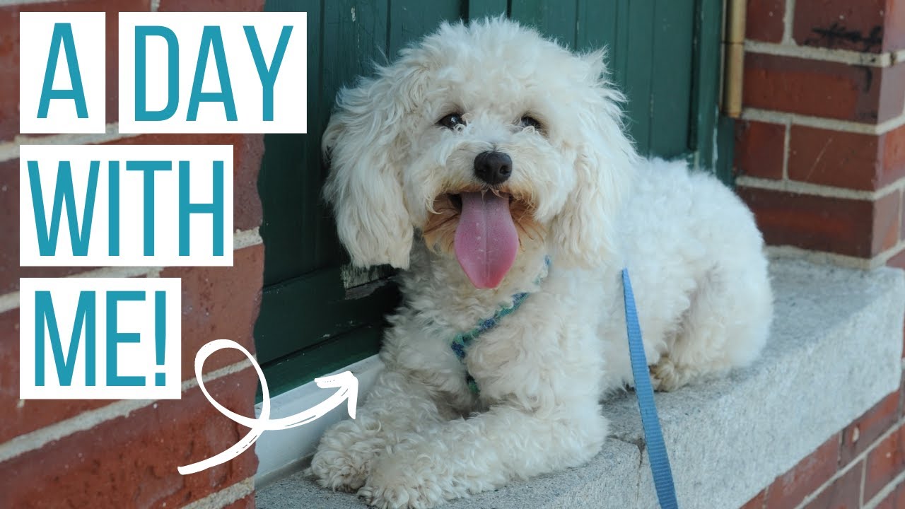 An Average Summer Day with a Maltipoo