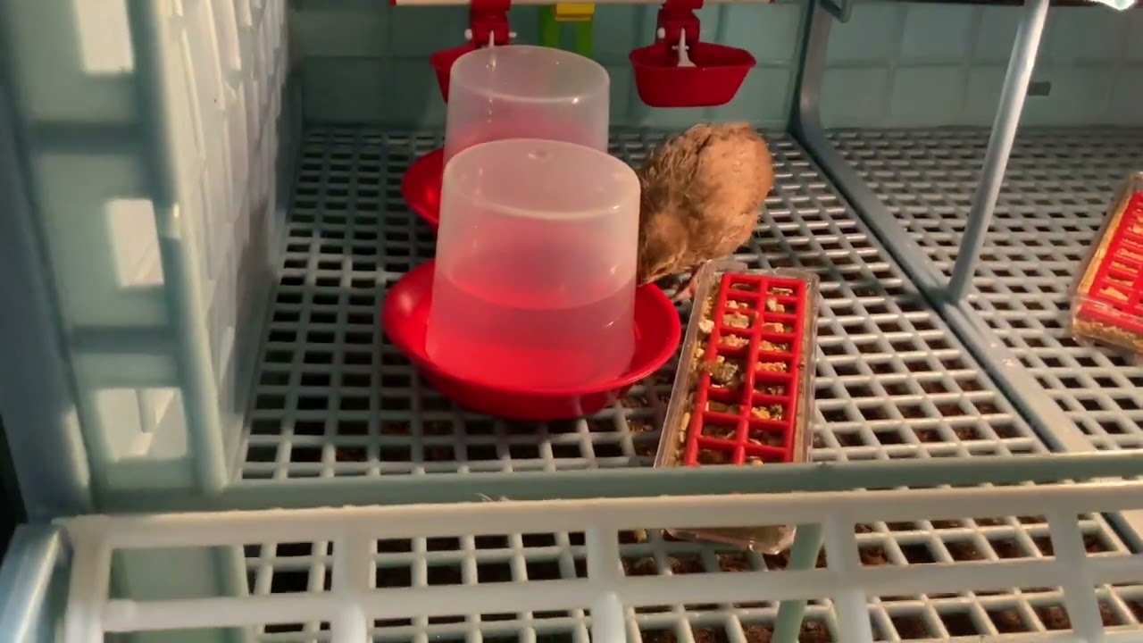 Hatching Time vs GQF Brooder