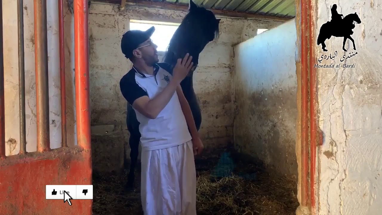 أجمل فيديو للحصان (الشامخ) وحواره مع المقدم  توفيق الناصري