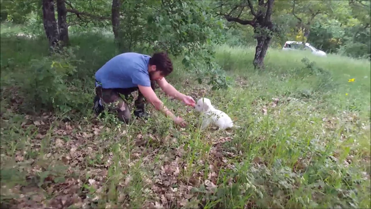 Addestramento cane da tartufo (completo)